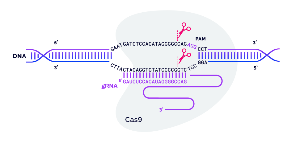 The CRISPR-Cas9 System