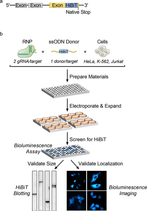 Large-scale HiBiT endogenous tagging