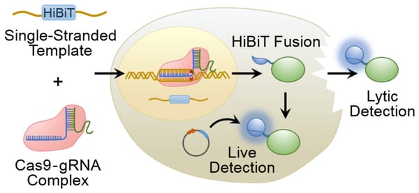 CRISPR-mediated HiBiT tags