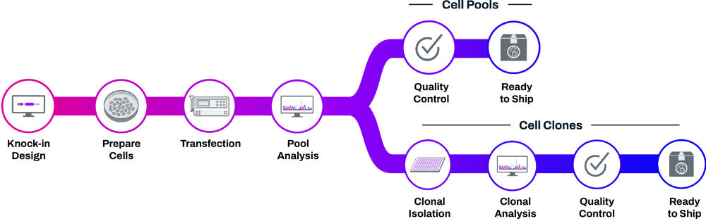 HiBiT workflow v2-1