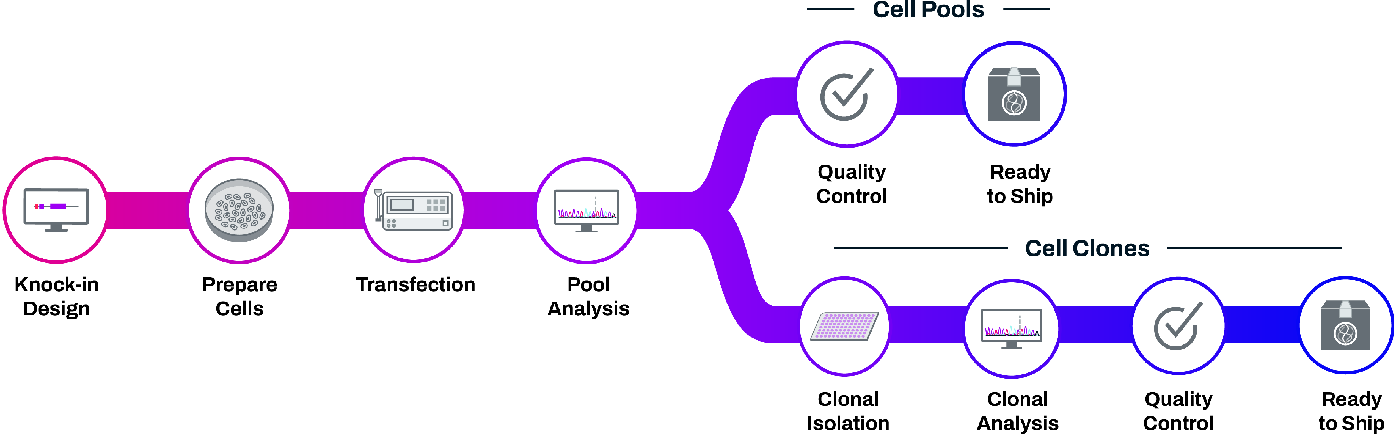HiBiT workflow