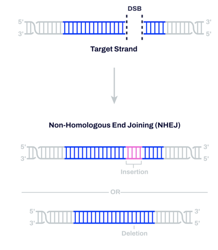 CRISPR knockout through non-homologous end joining (NHEJ)