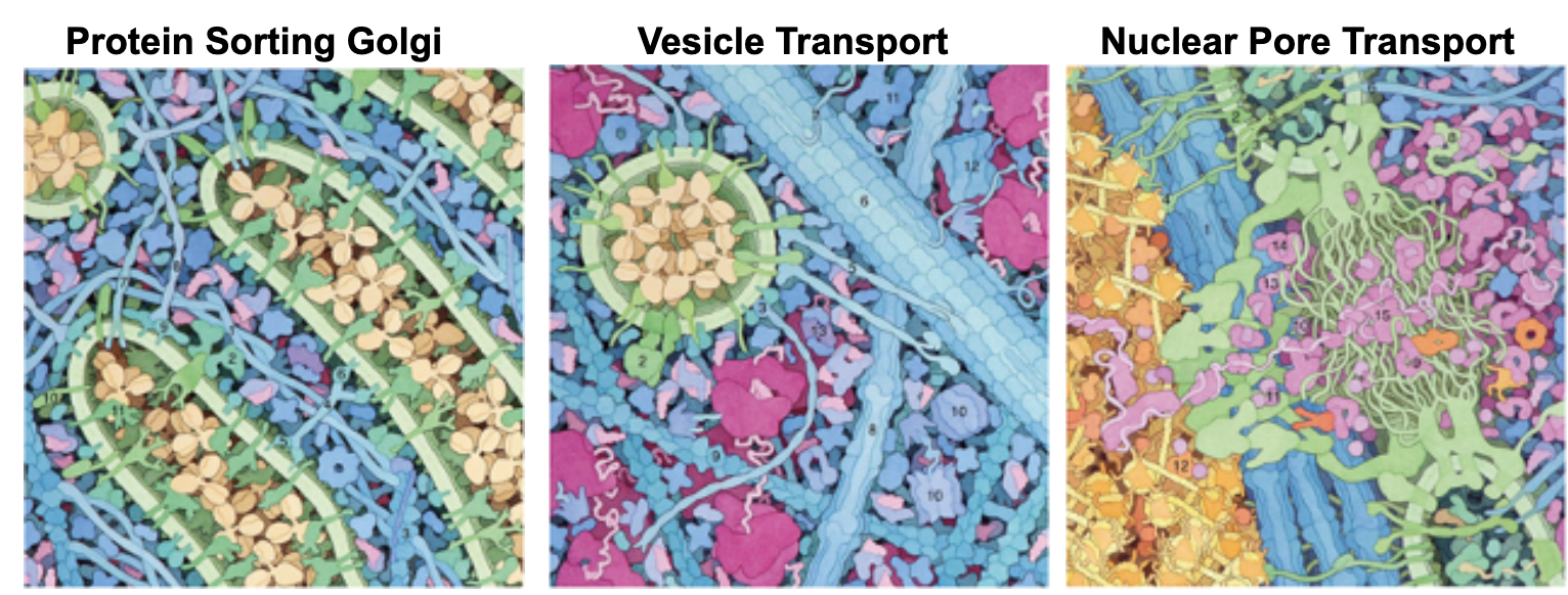 snapshots of a eukaryotic cell