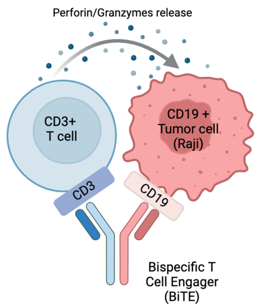 CRISPR Edited T Cells