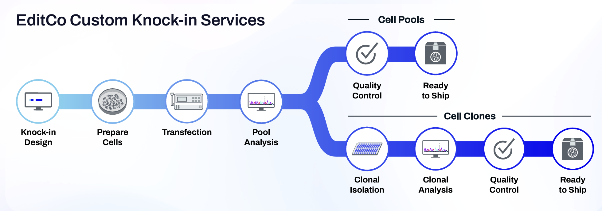 EditCo HiBiT CRISPR Knock-in services