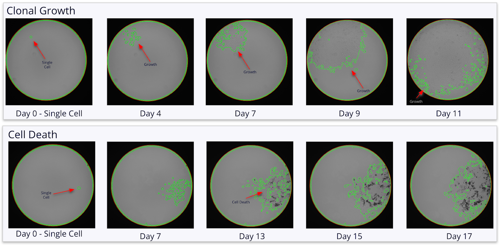 Time-lapse images showing AI-tracked clonal cell growth in a well