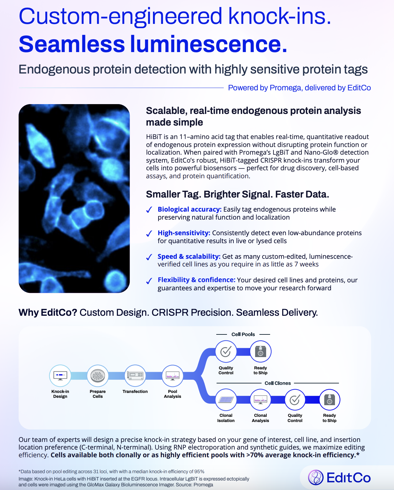 HiBiT flyer: Custom-engineered knock-ins. Seamless luminescence.
