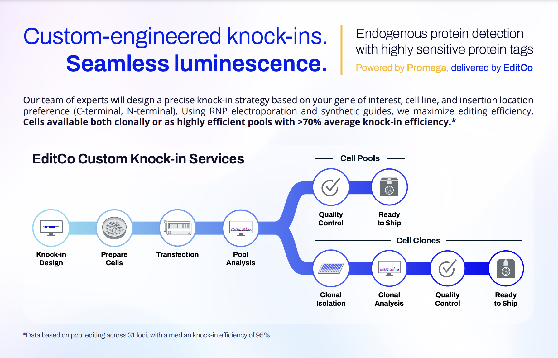 HiBiT flyer: Custom-engineered knock-ins. Seamless luminescence.