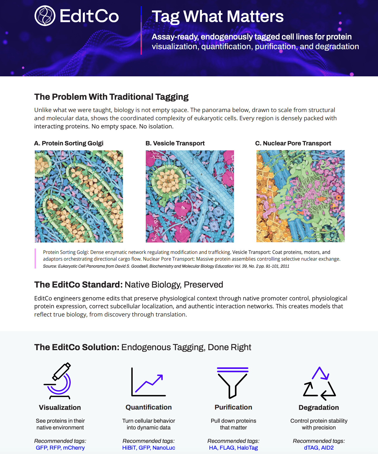 Tag What Matters: Assay-Ready Tagged Cell Line 
